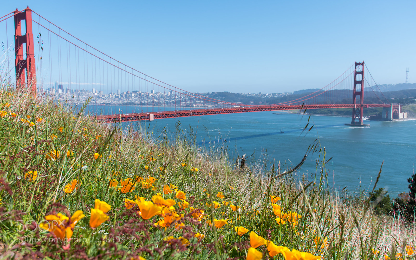 Nikon D5600 sample photo. Flowers before the bridge photography