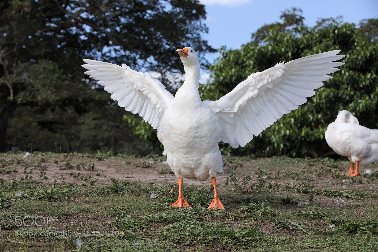 Canon EF 70-200mm F2.8L IS II USM sample photo. Emden goose photography