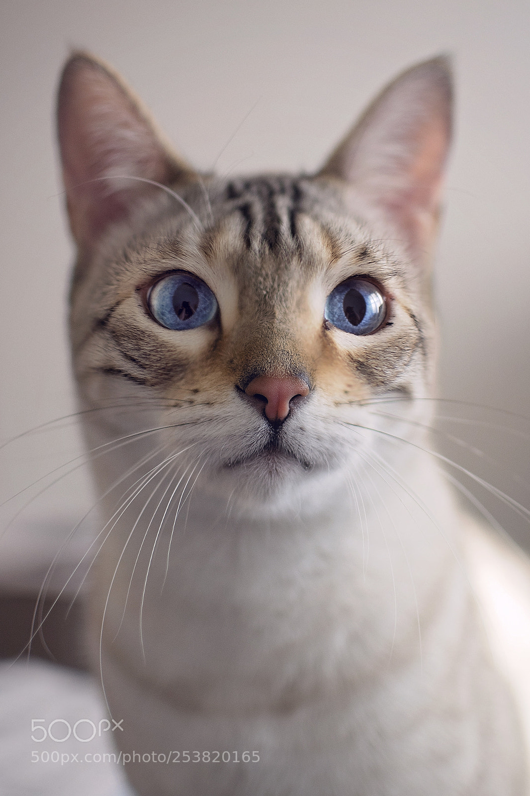Nikon D7100 sample photo. Blue eyes photography
