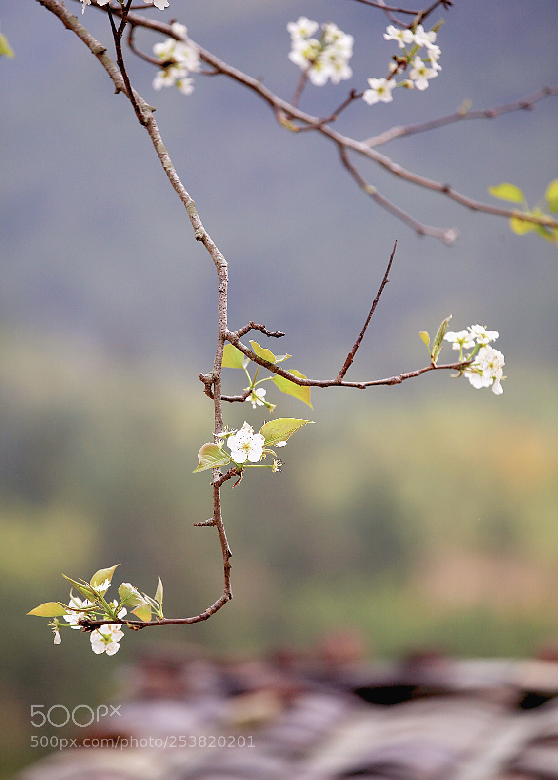 Canon EOS 5D Mark II sample photo. An old pear tree photography