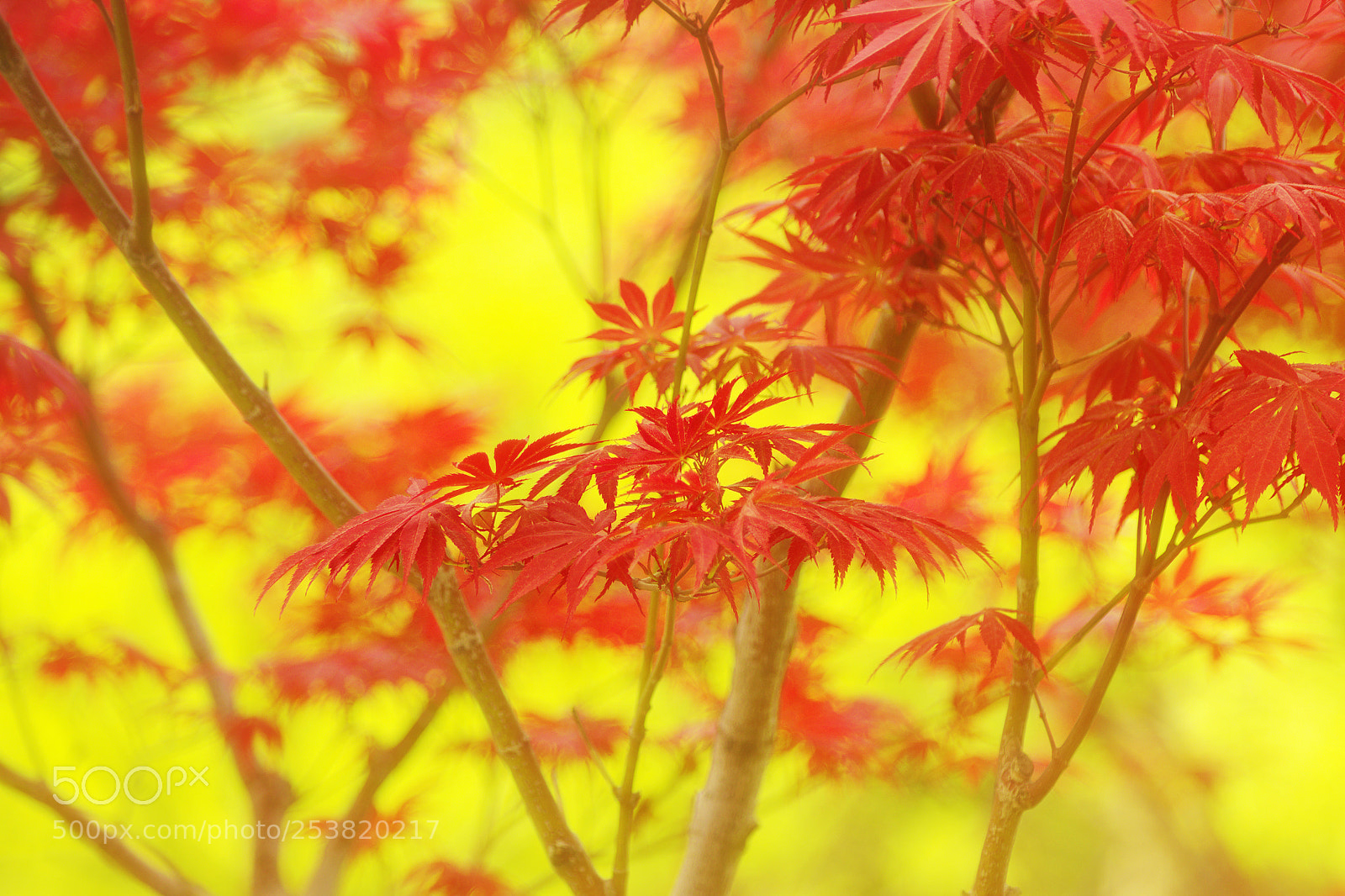 Pentax K-1 sample photo. In the spring photography