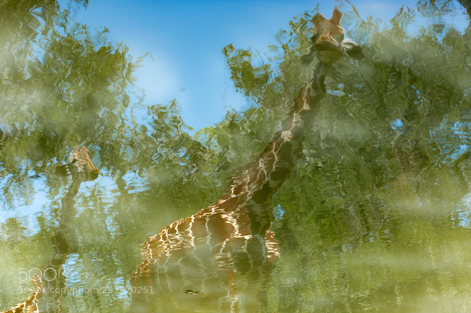 Nikon D7200 sample photo. What a giraffe sees photography