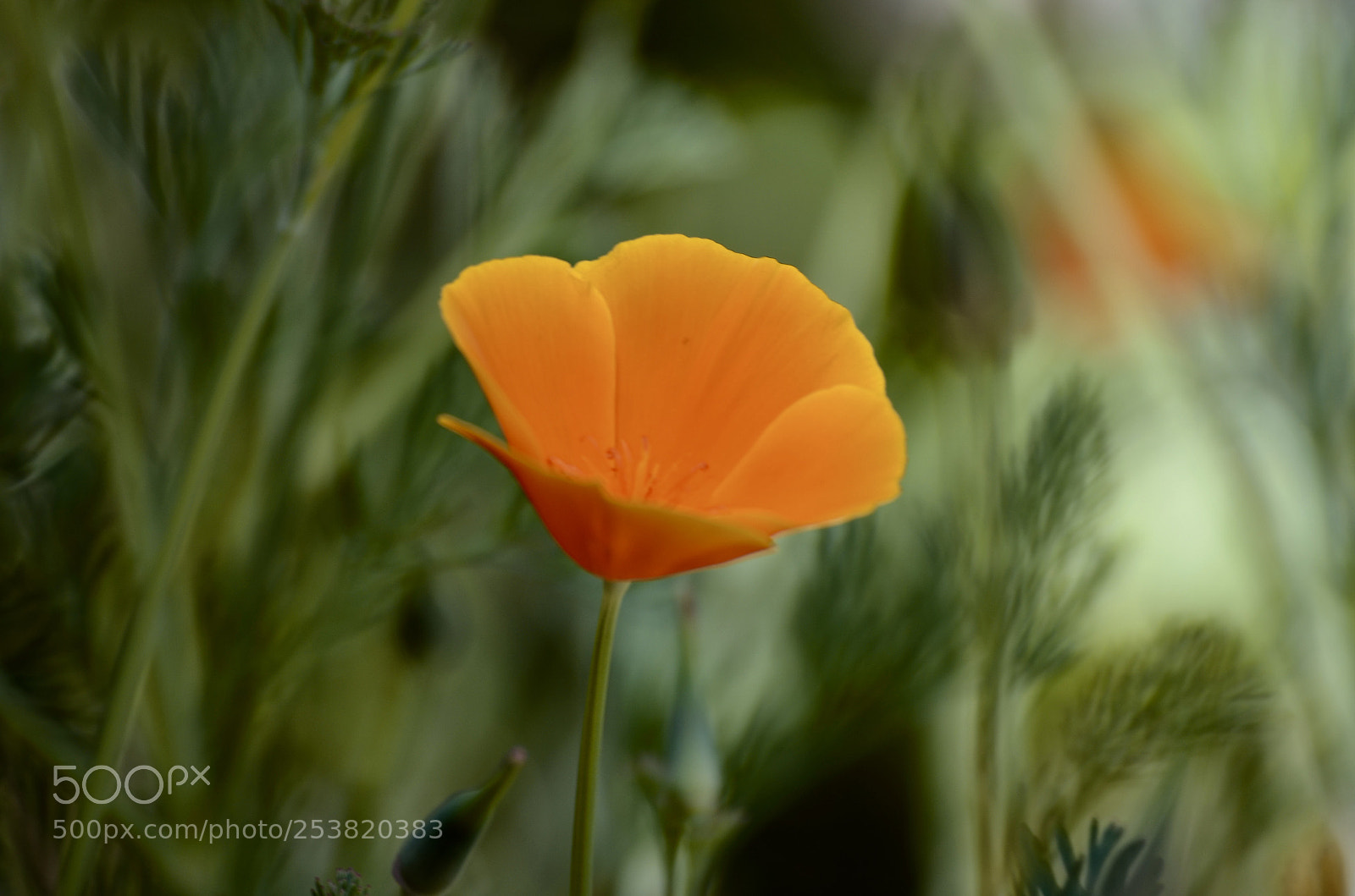 Nikon D7000 sample photo. California orange poppy photography