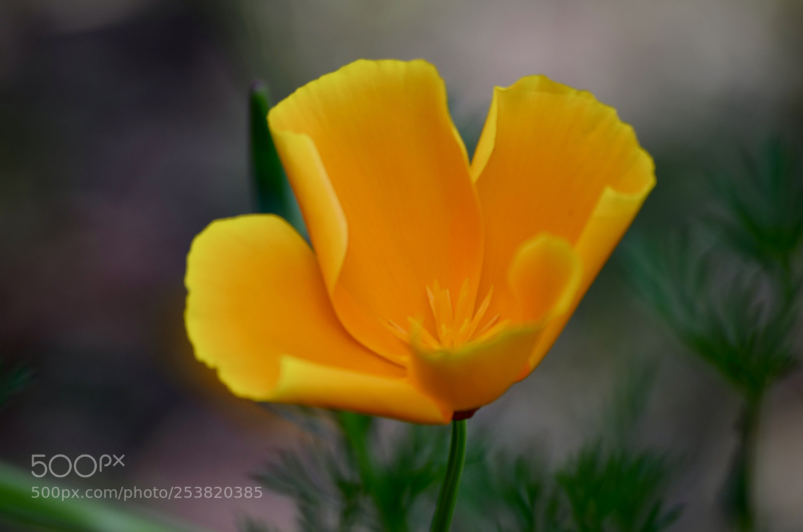 Nikon D7000 sample photo. Poppy life photography