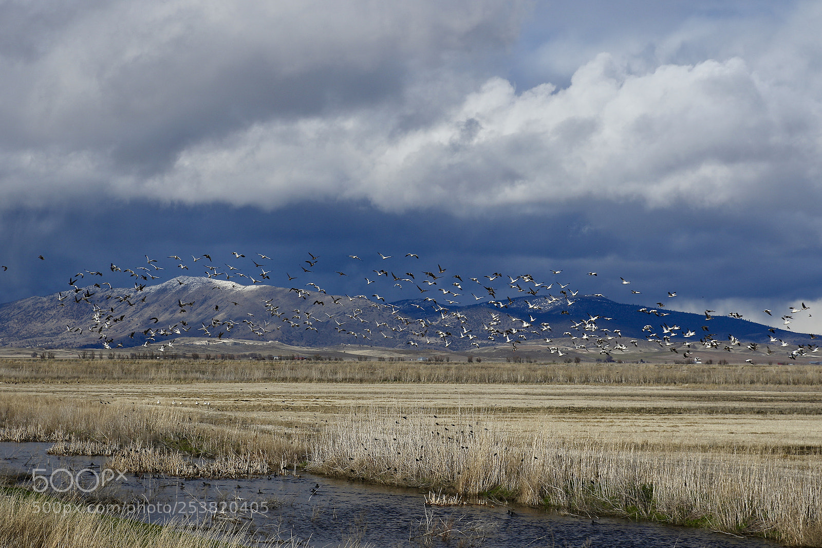 Canon EOS 7D Mark II sample photo. Lower klamath migratory birds 2 photography