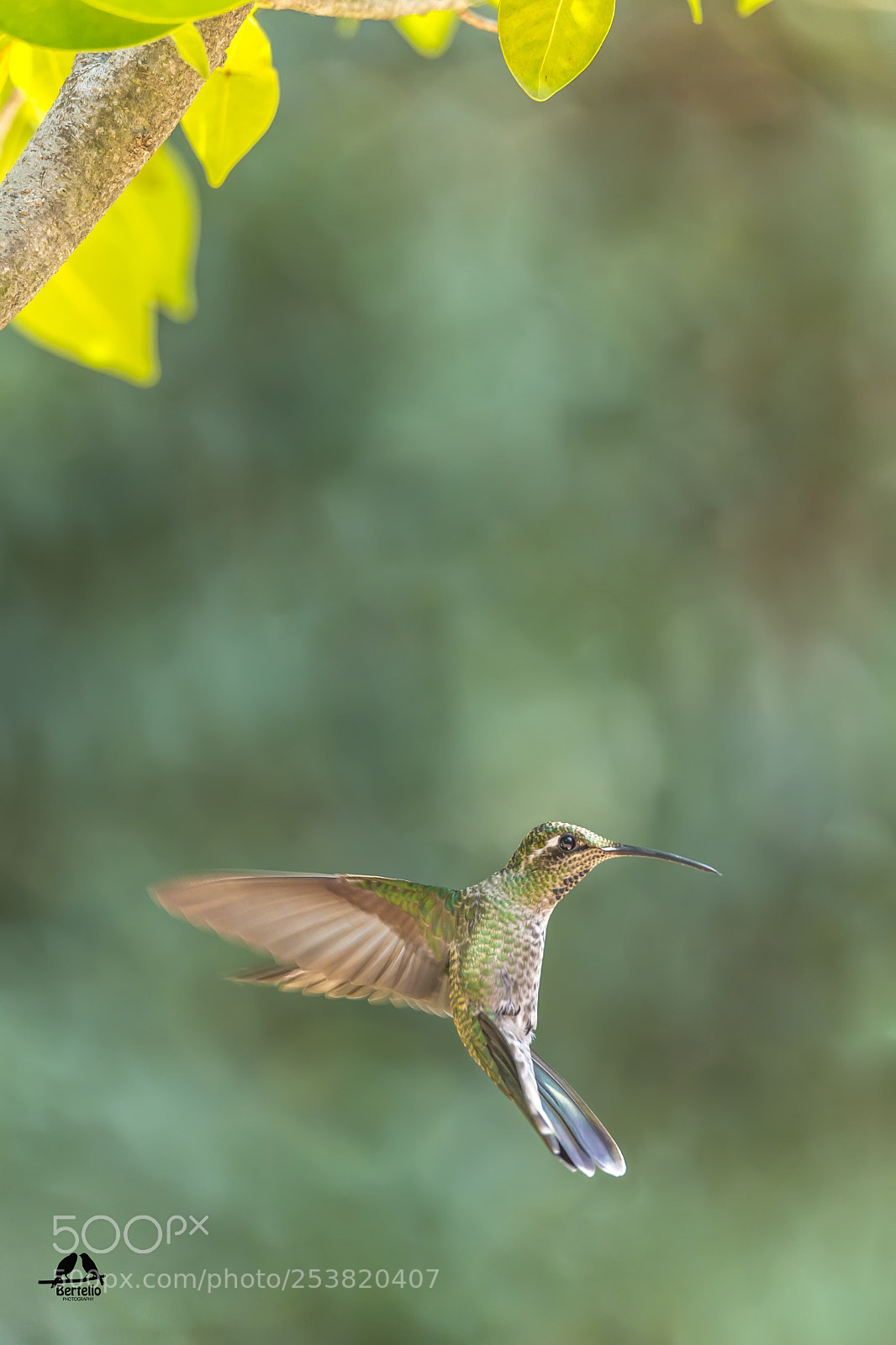 Canon EOS-1D X sample photo. Cynanthus latirostris photography