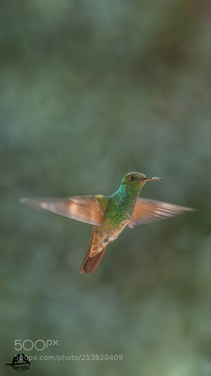 Canon EOS-1D X sample photo. Colibri photography