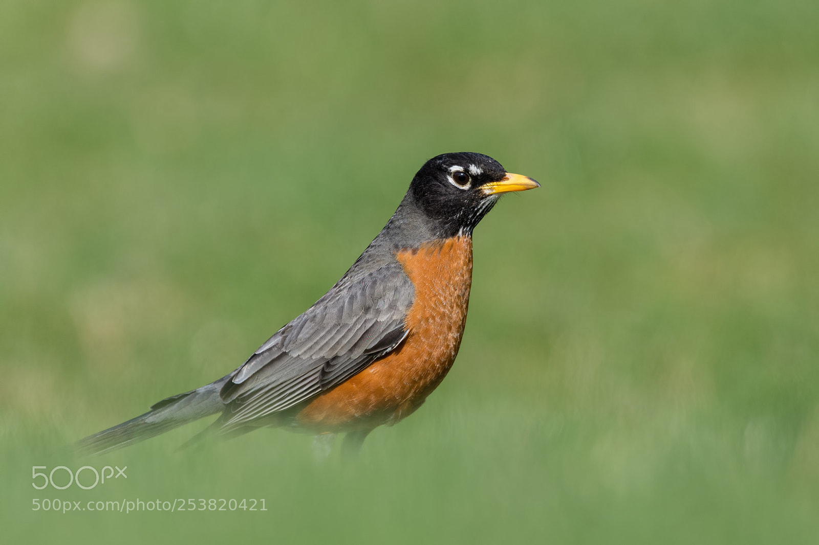 Nikon D7200 sample photo. American robin photography