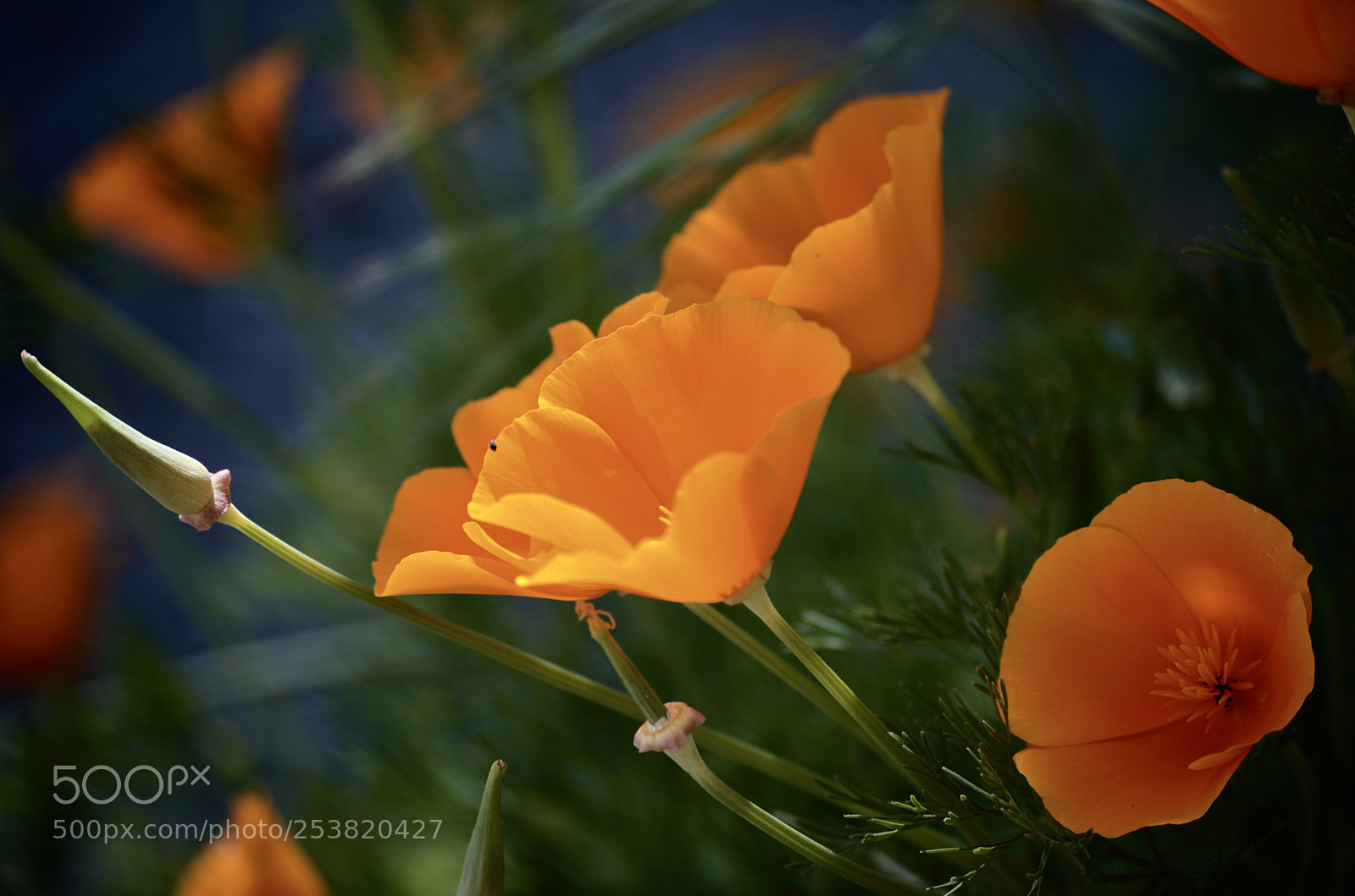 Nikon D7000 sample photo. California orange poppy photography