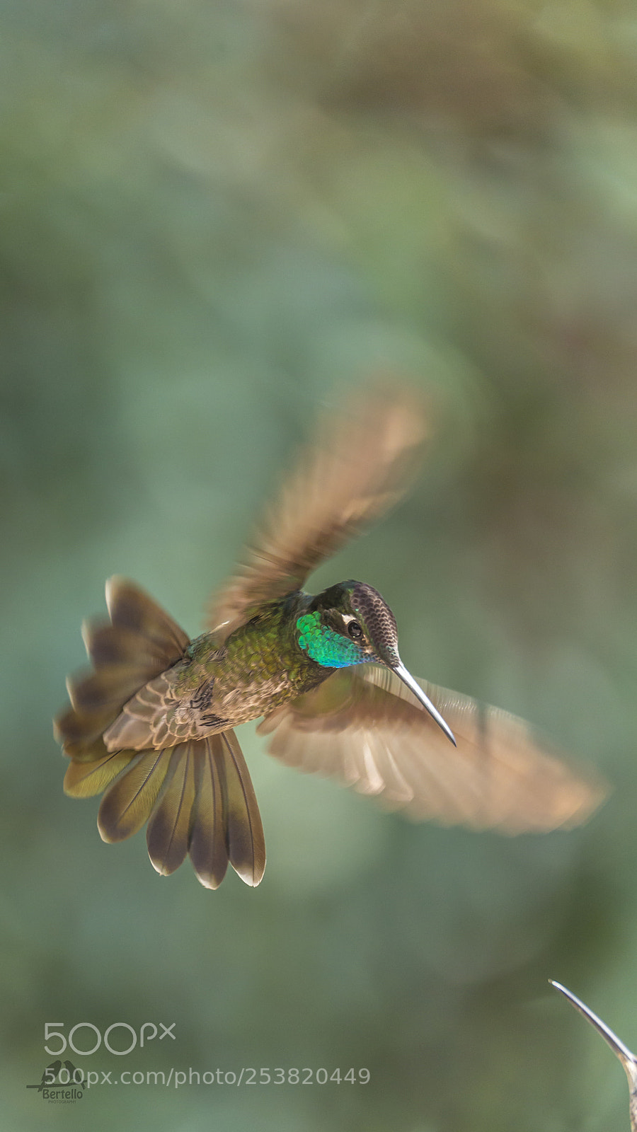 Canon EOS-1D X sample photo. Ugenes fulgens male photography
