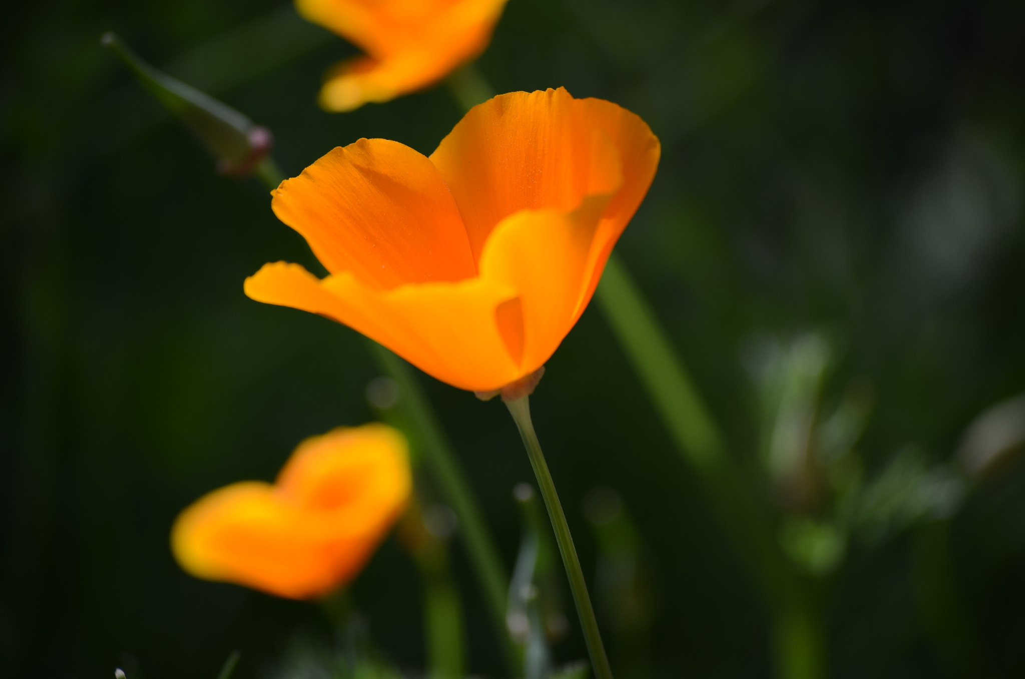 Nikon D7000 sample photo. Poppy light photography