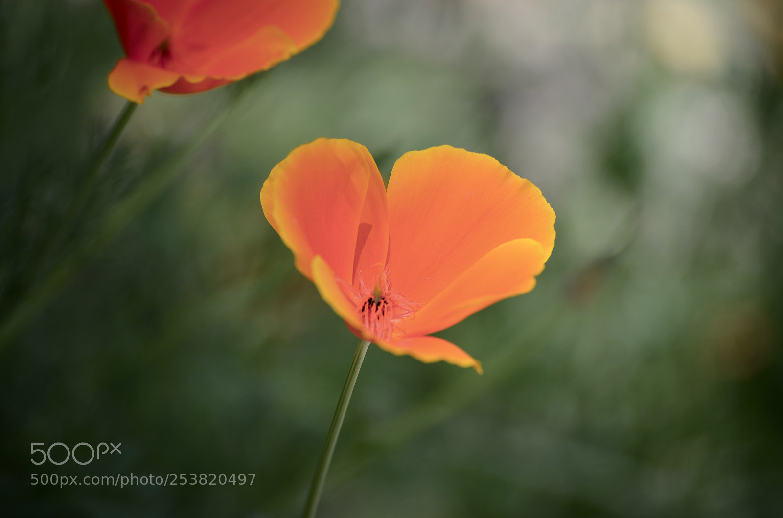 Nikon D7000 sample photo. Orange dream photography