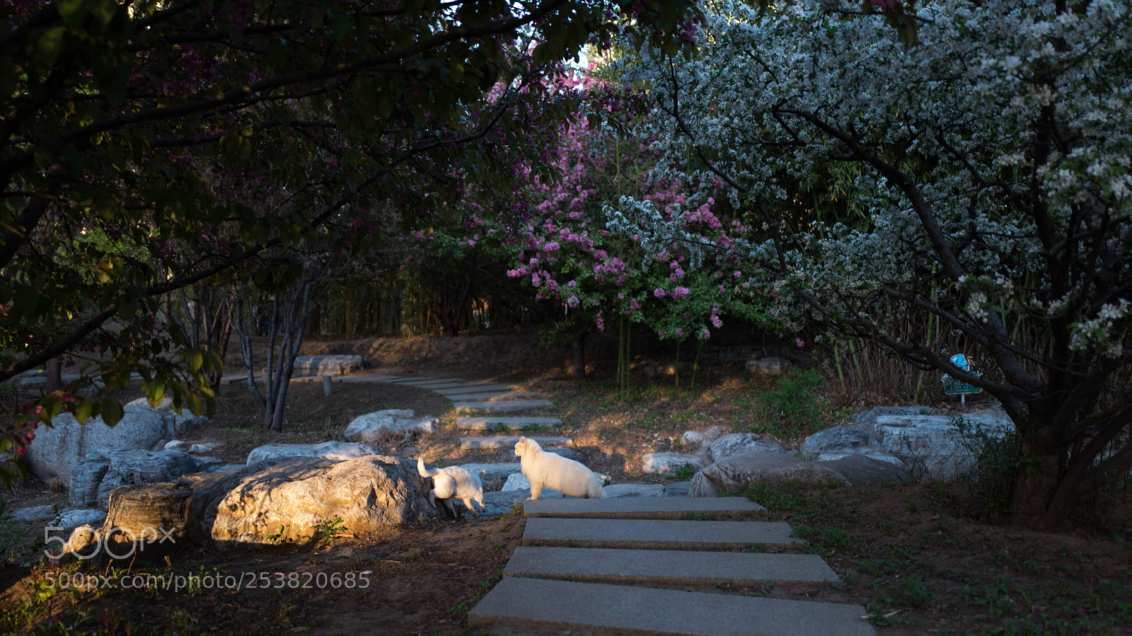 Leica Q (Typ 116) sample photo. 春天里的精灵 photography