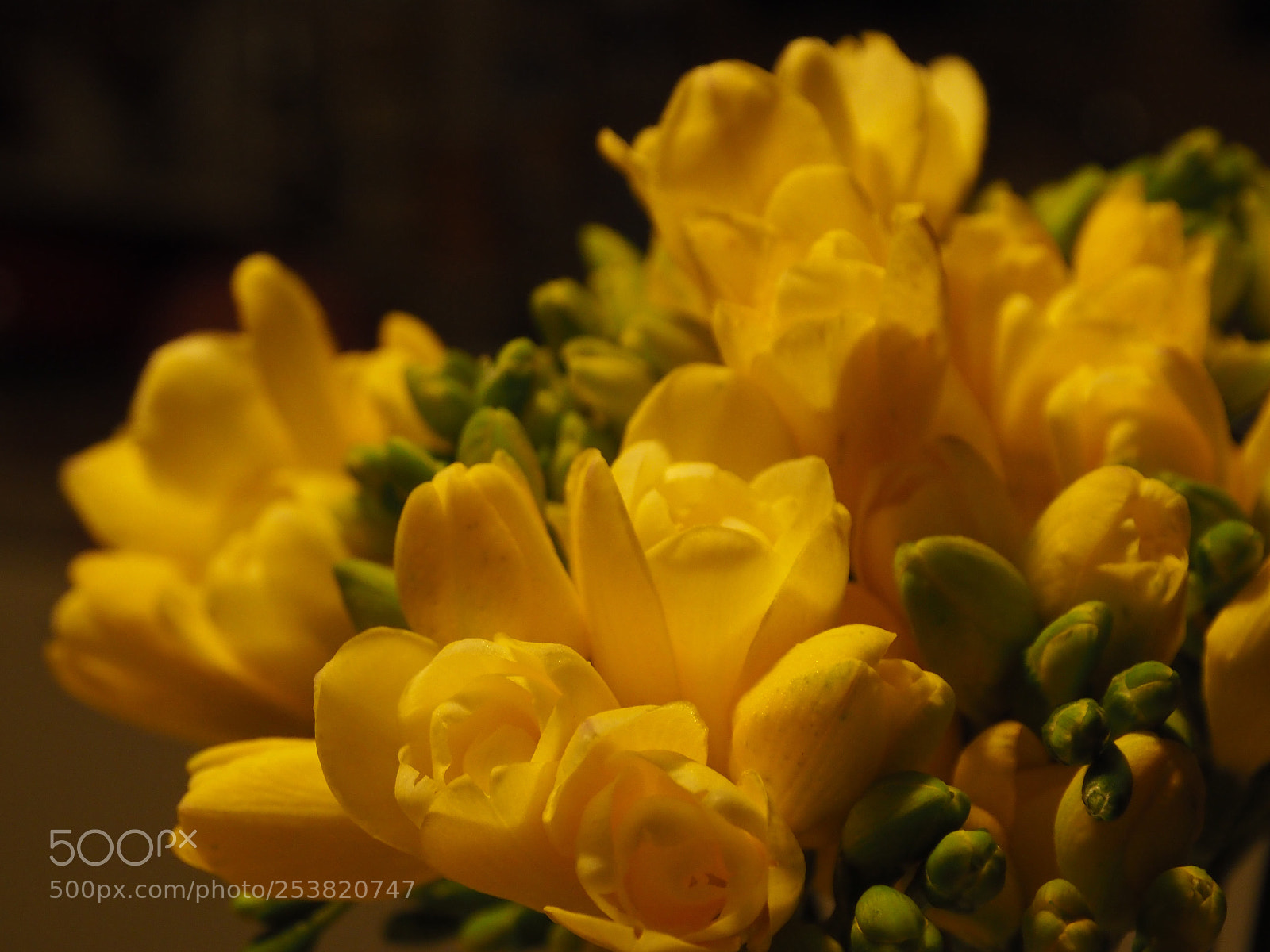 Olympus PEN-F sample photo. Freesia photography