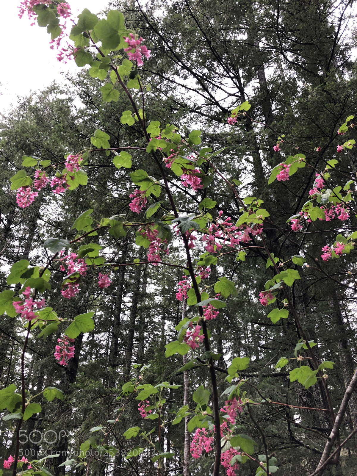 Apple iPhone 8 Plus sample photo. Untitled photography