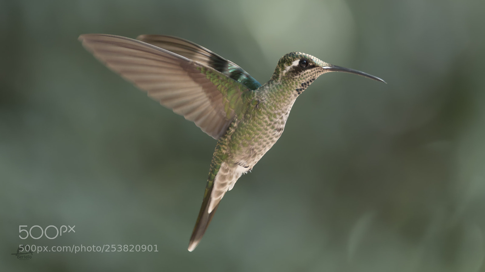 Canon EOS-1D X sample photo. Lampornis clemenciae female photography