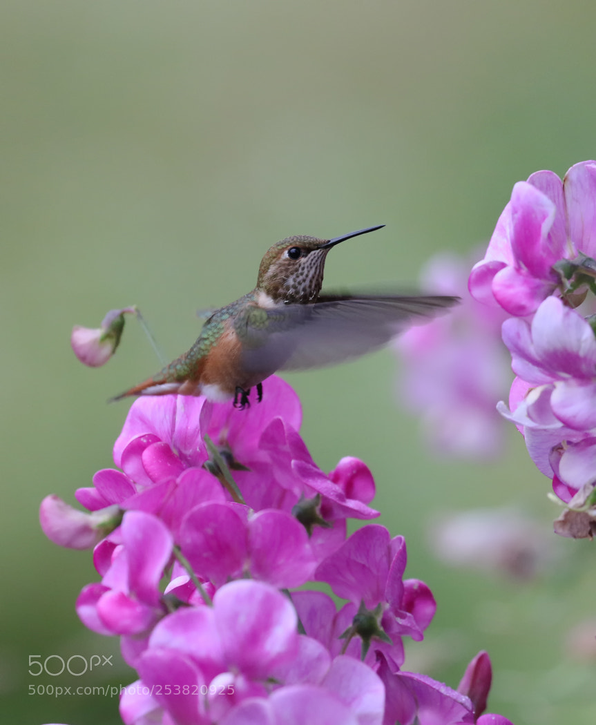 Canon EOS 7D Mark II sample photo. Rufous hummingbird photography