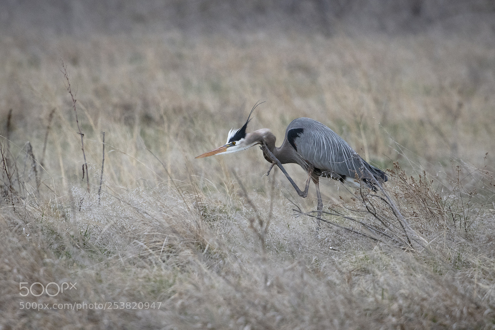 Nikon D850 sample photo. Grey heron photography