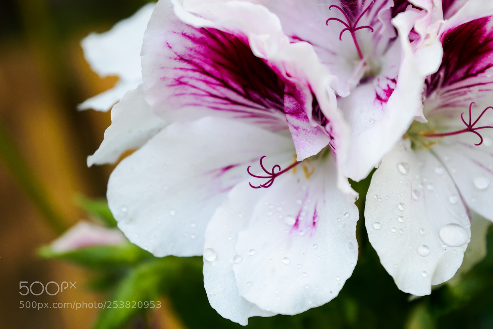 Nikon D3300 sample photo. Geranium photography