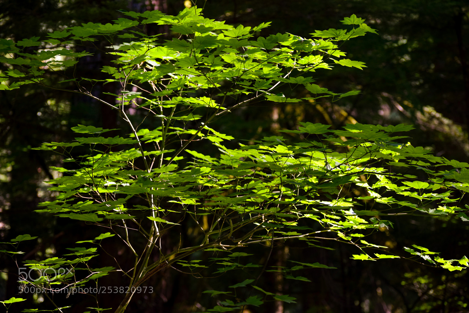 Nikon D3300 sample photo. Through leaves comes the photography