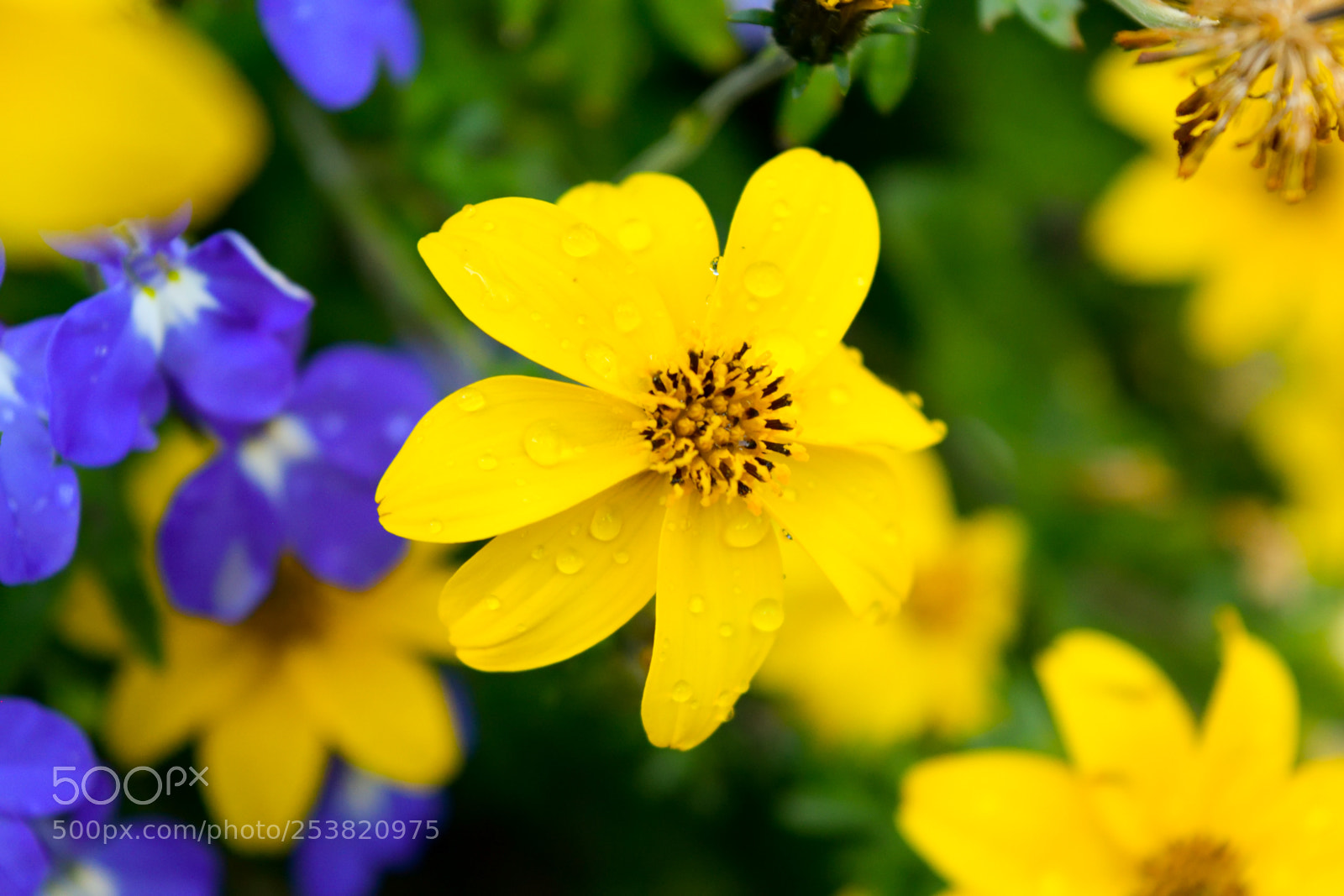 Nikon D3300 sample photo. Yellow happiness photography