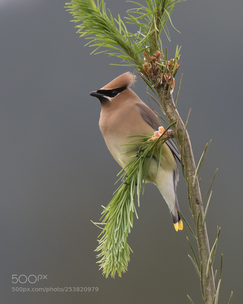 Canon EOS 7D Mark II sample photo. Cedar waxwing photography