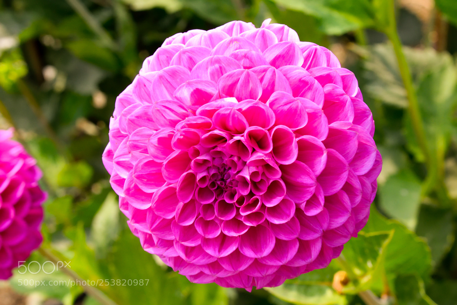 Nikon D3300 sample photo. Pretty purple photography