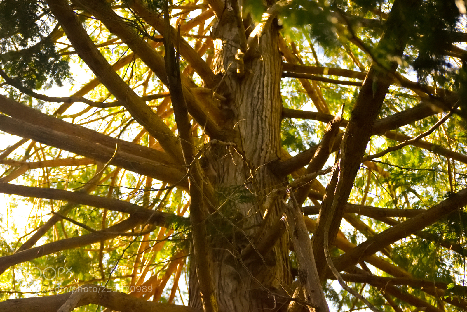 Nikon D3300 sample photo. Through the branches photography