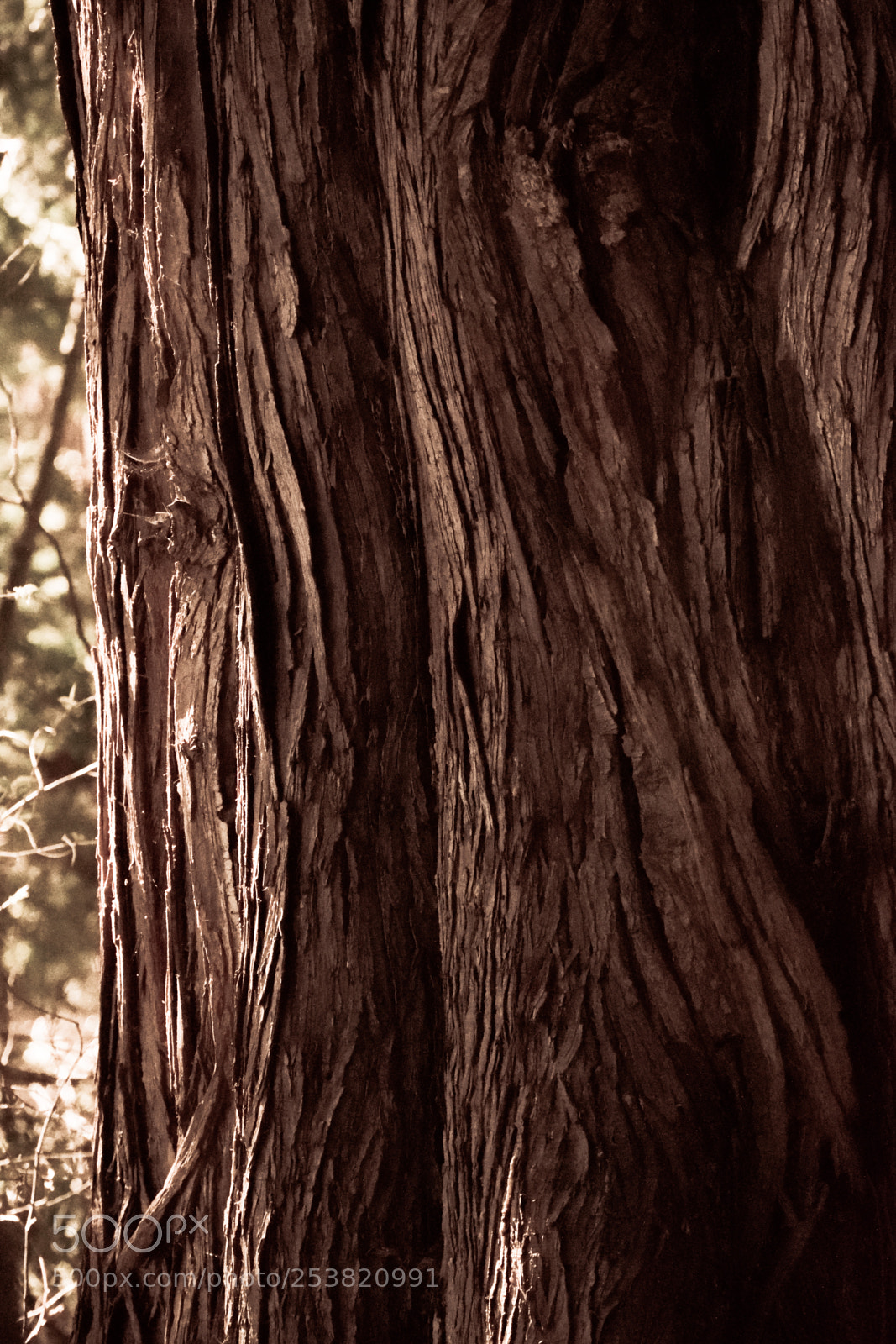 Nikon D3300 sample photo. Texture tree photography