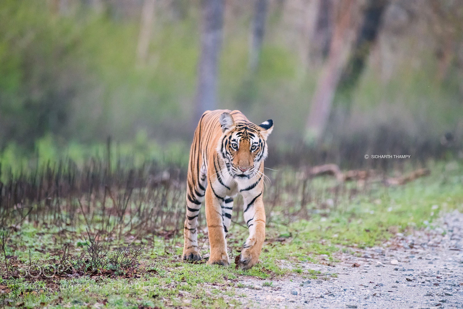 Nikon D850 sample photo. Animals have souls, i photography