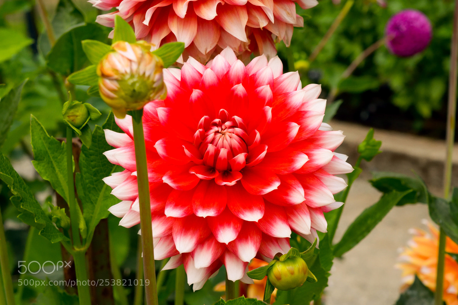 Nikon D3300 sample photo. Dahlia photography