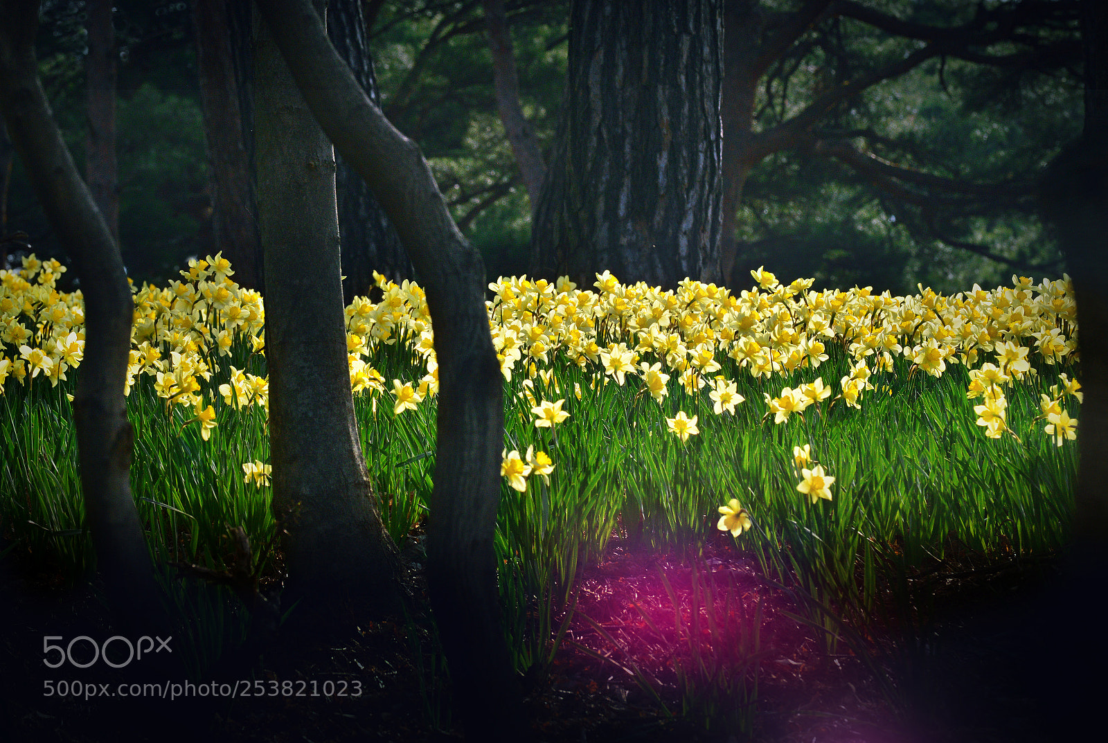 Nikon D800E sample photo. Daffodils forest photography