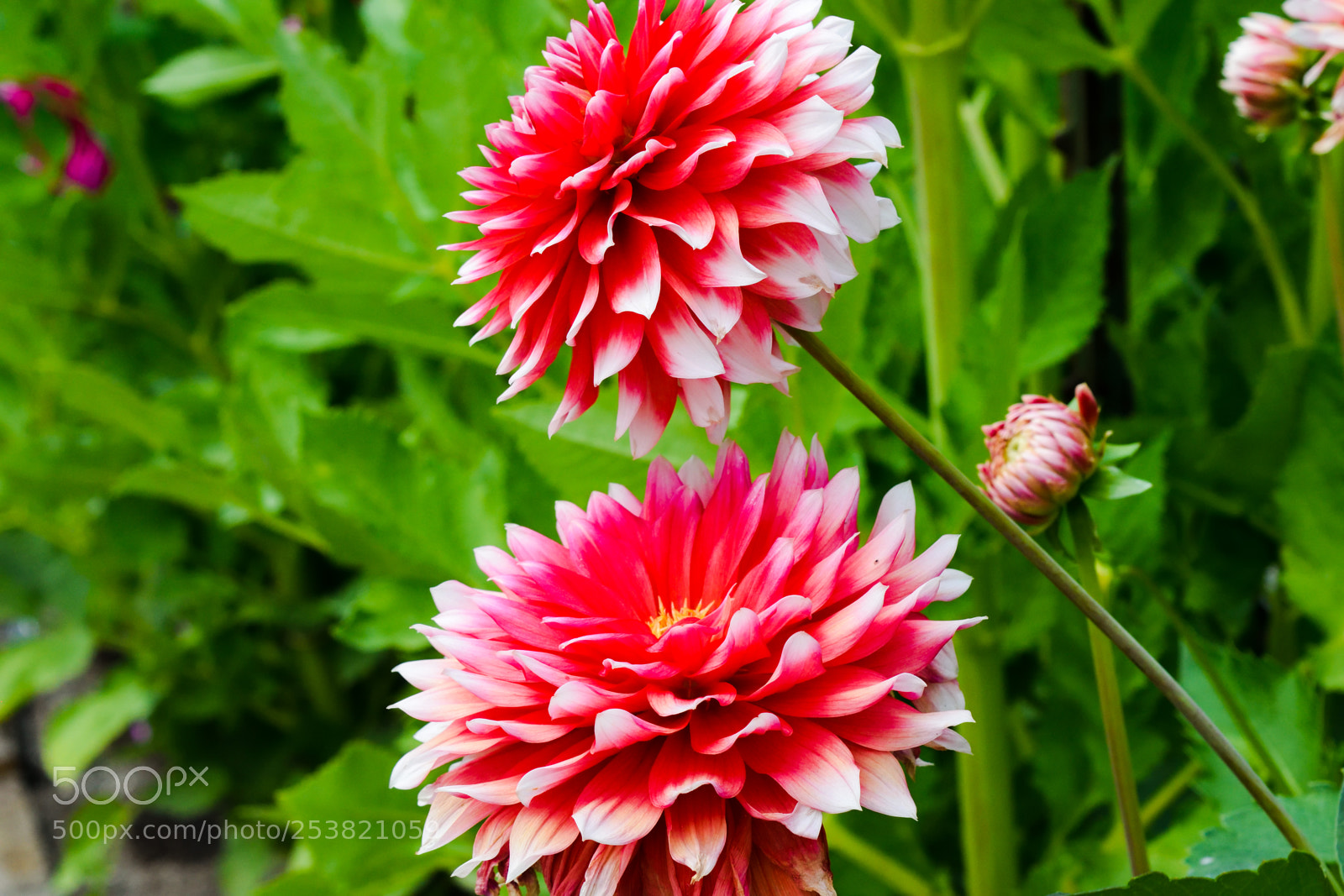 Nikon D3300 sample photo. Two together flowers photography