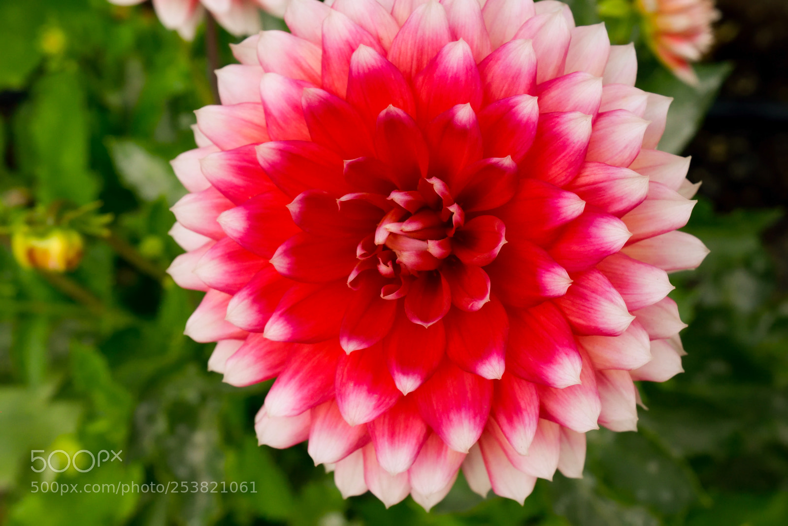 Nikon D3300 sample photo. Flower photography