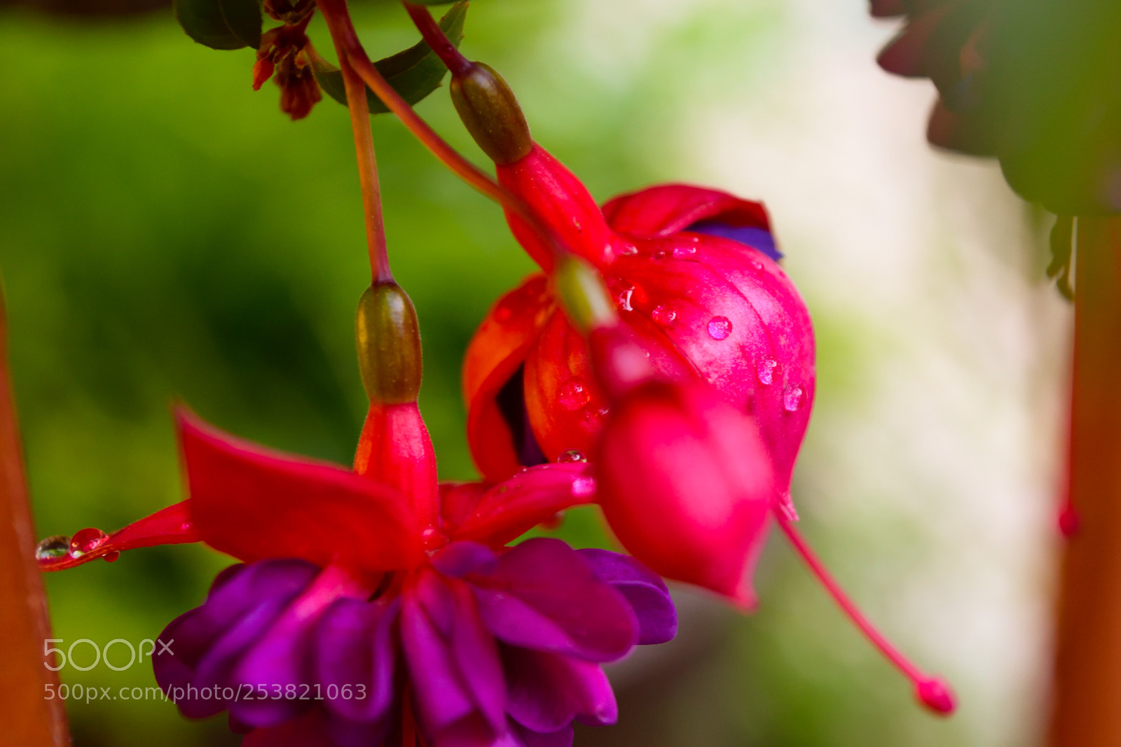 Nikon D3300 sample photo. Up-close buds photography