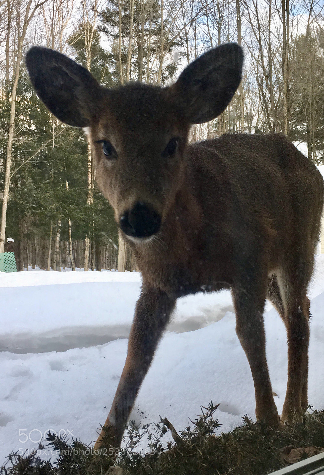 Apple iPhone 6s sample photo. Young deer photography