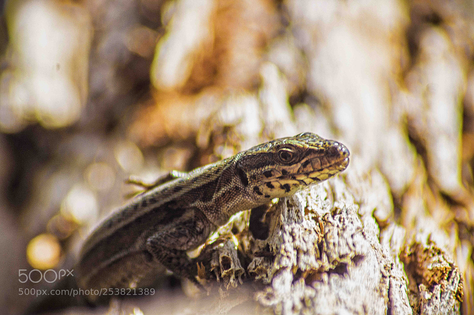 Sony SLT-A58 sample photo. Lizard companion photography