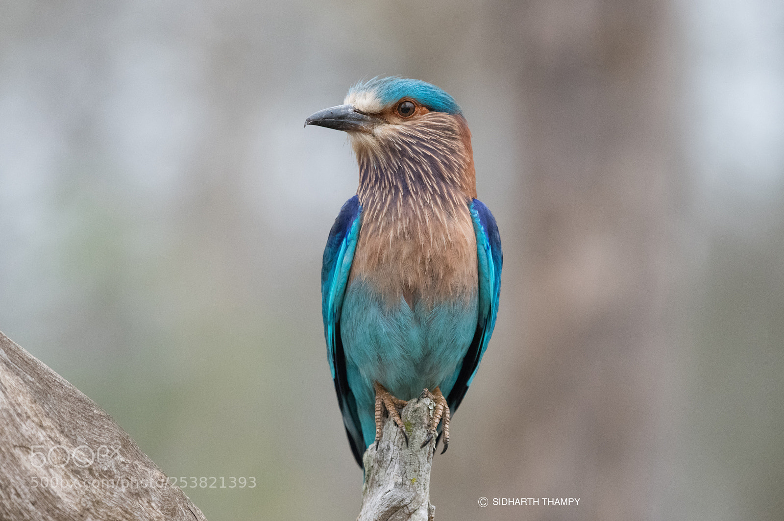 Nikon D850 sample photo. Indian roller photography