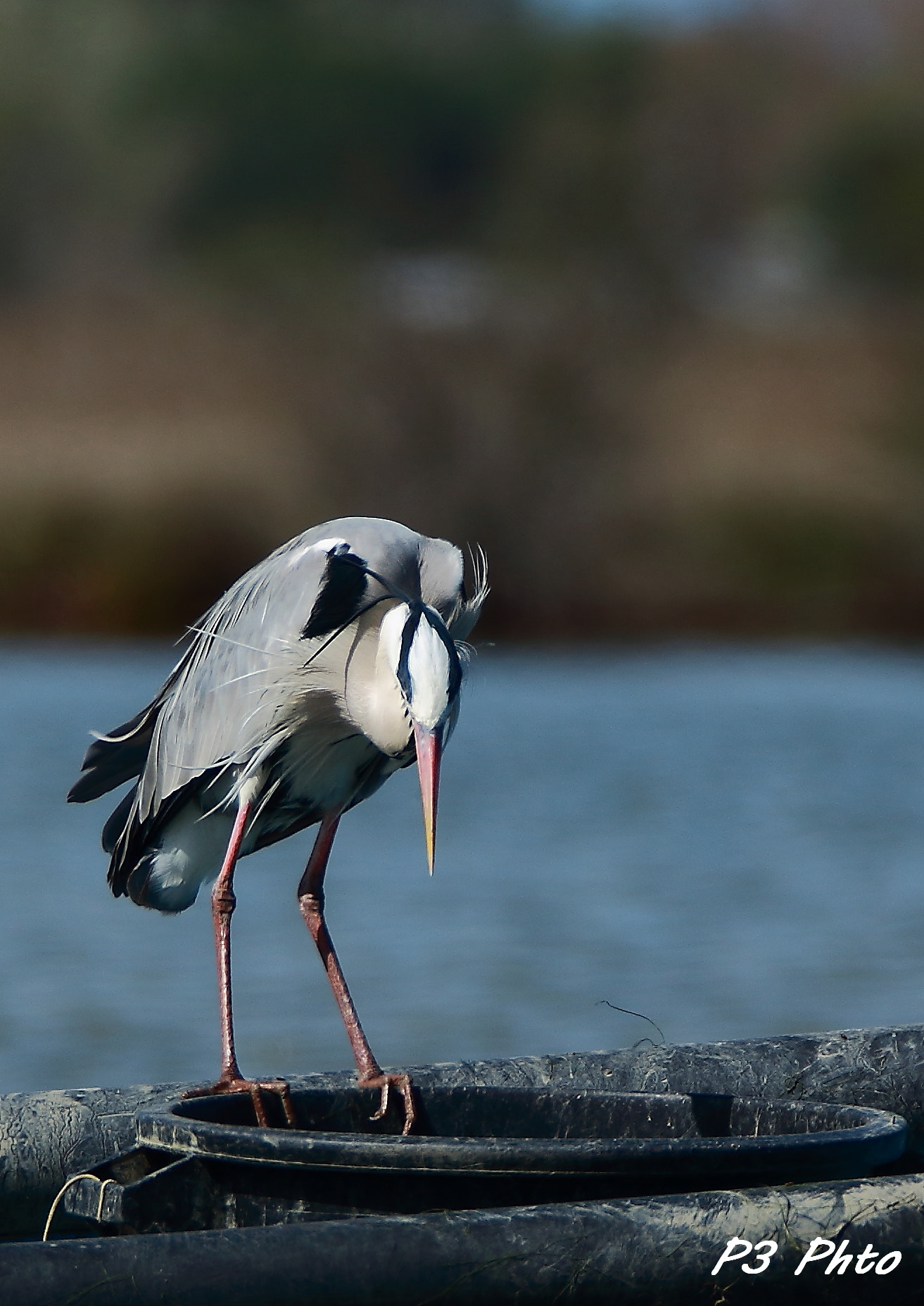 Sigma 150-600mm F5-6.3 DG OS HSM | S sample photo. Tma photography