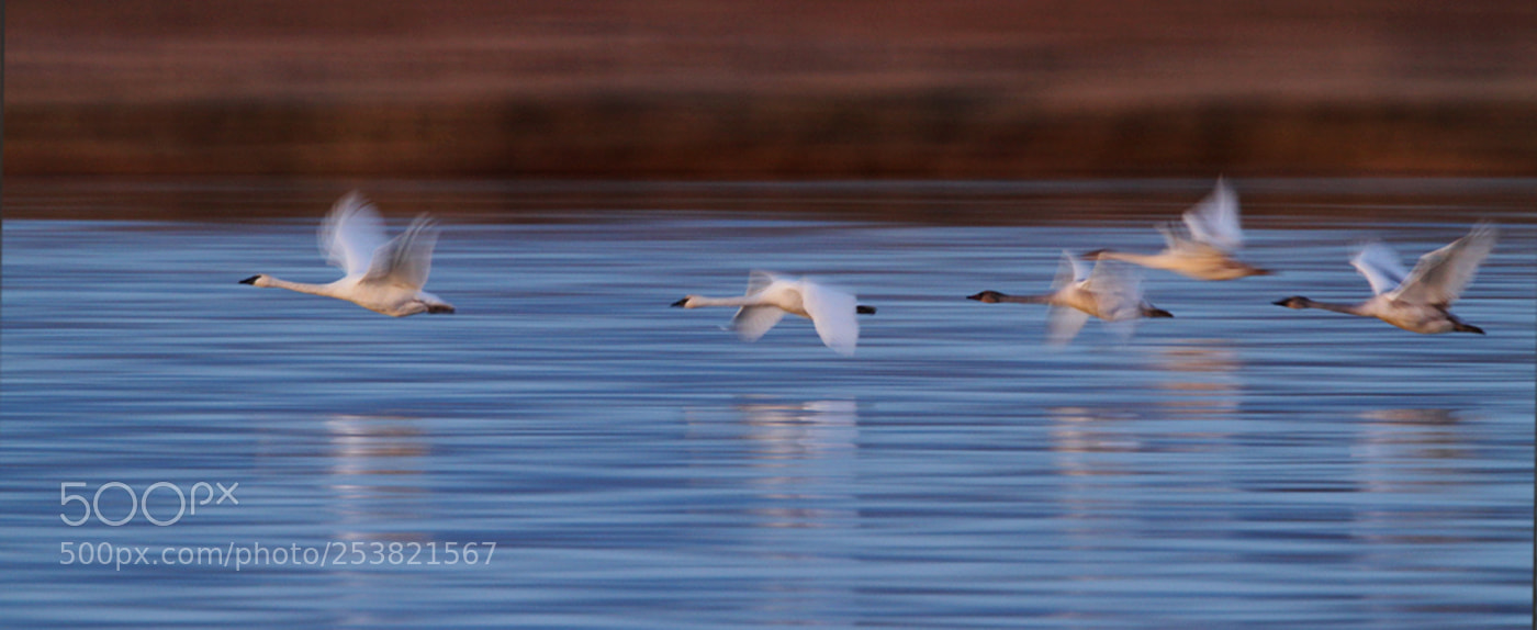 Canon EOS 7D sample photo. Nature's ballet - trumpeter photography
