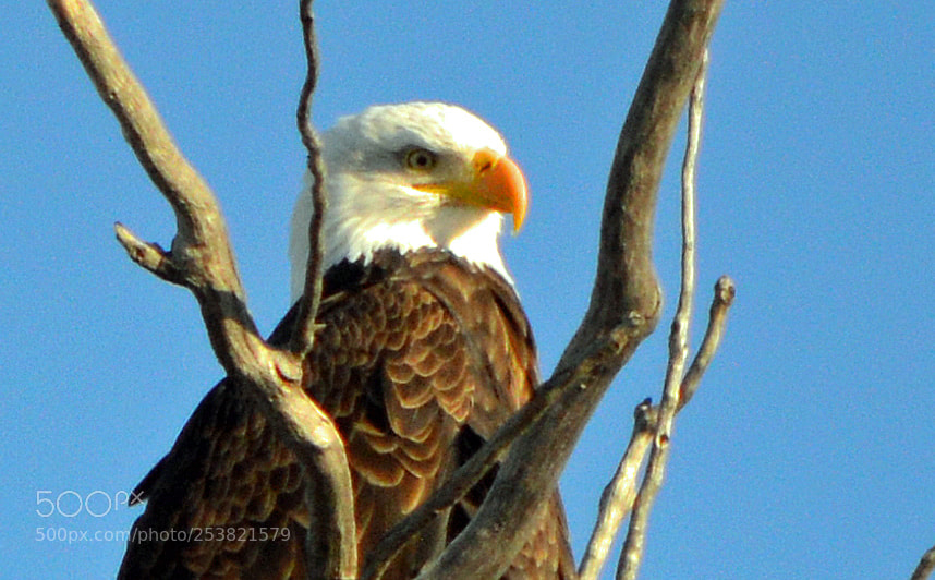Nikon D3200 sample photo. Bald eagle photography