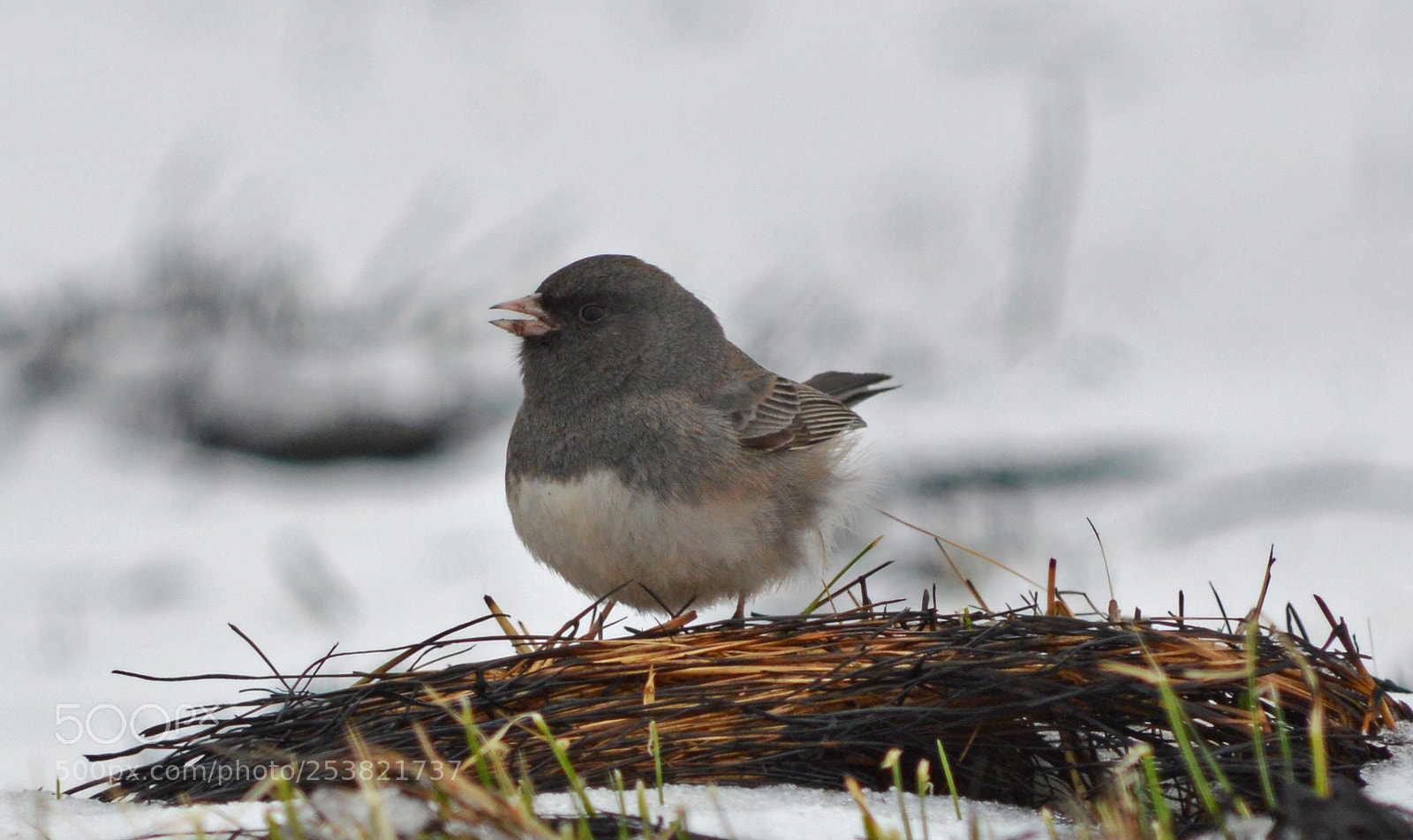 Nikon D3200 sample photo. Dark eyed junco photography