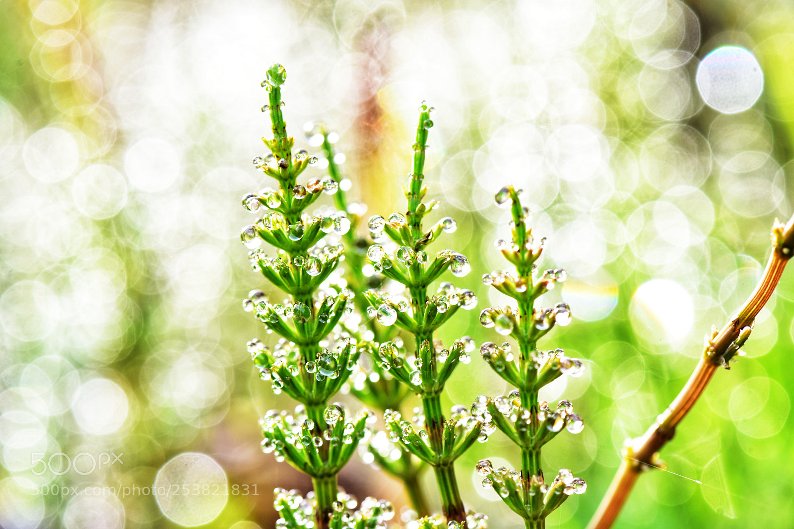 Nikon D810 sample photo. Untitled photography