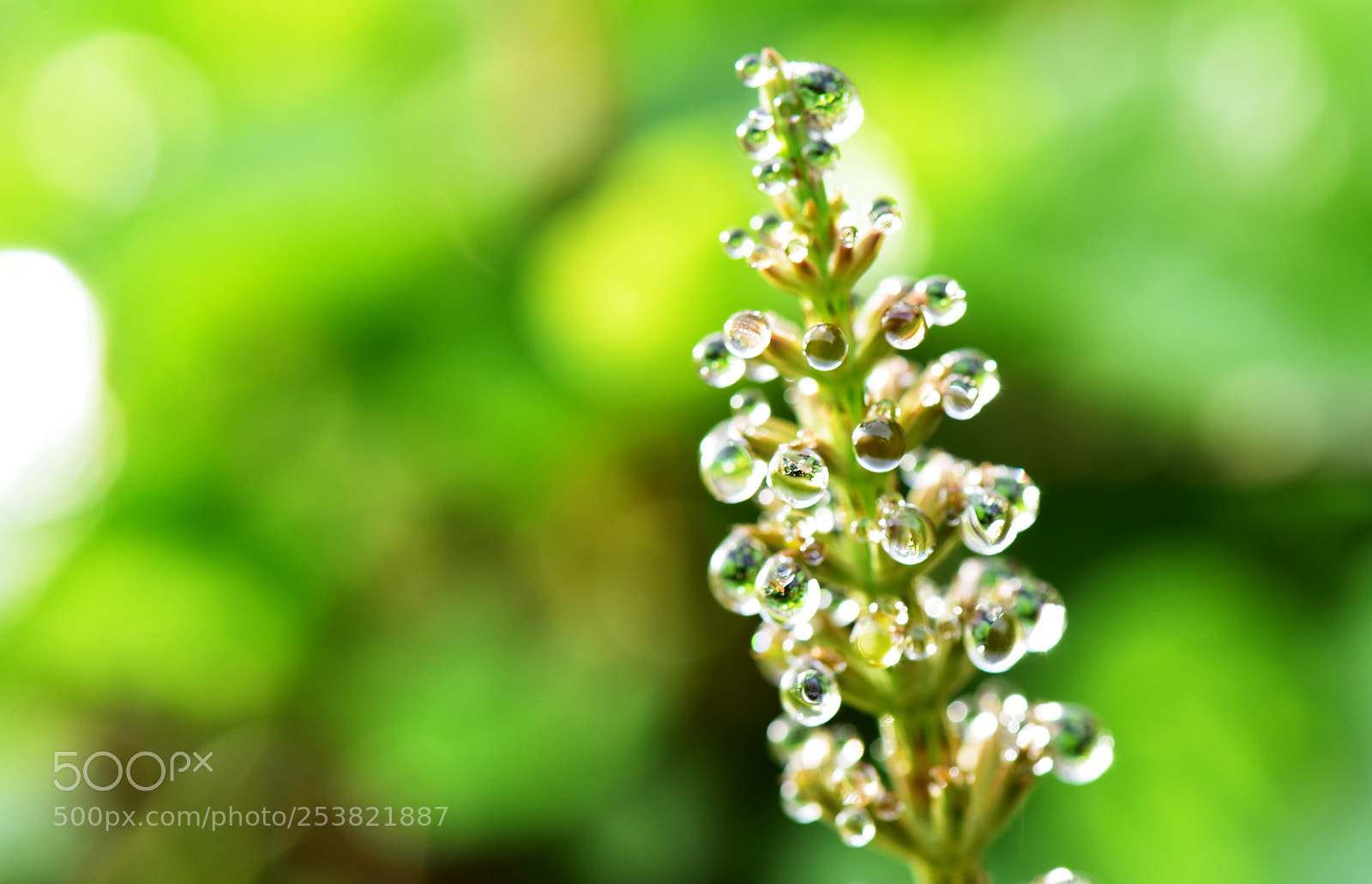 Nikon D810 sample photo. Untitled photography