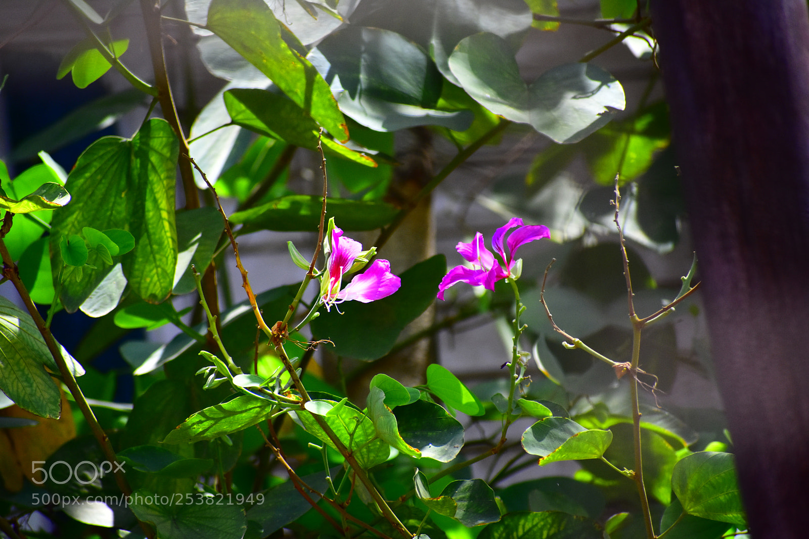 Nikon D3400 sample photo. #freshness photography