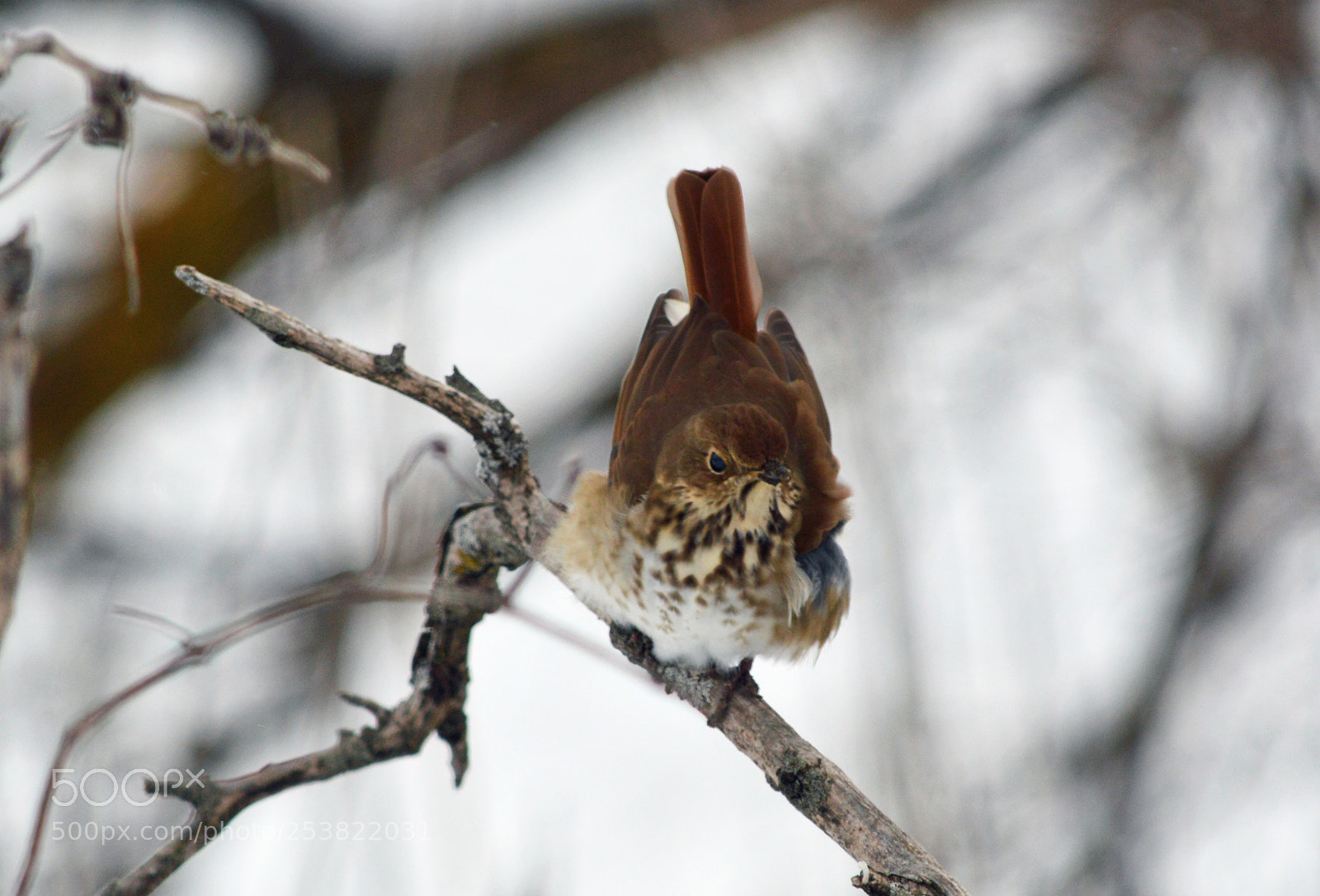 Nikon D3200 sample photo. Eastern meadowlark (female) photography