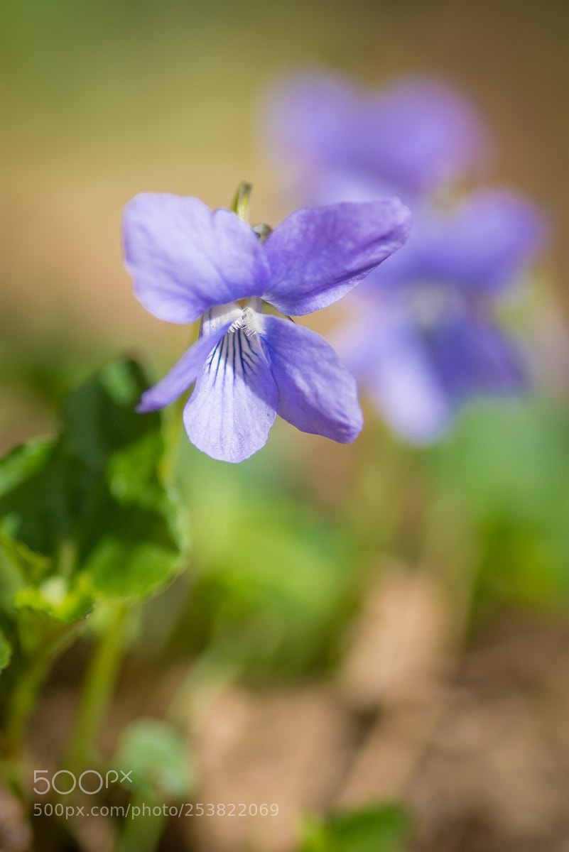 Nikon D7200 sample photo. Violet photography
