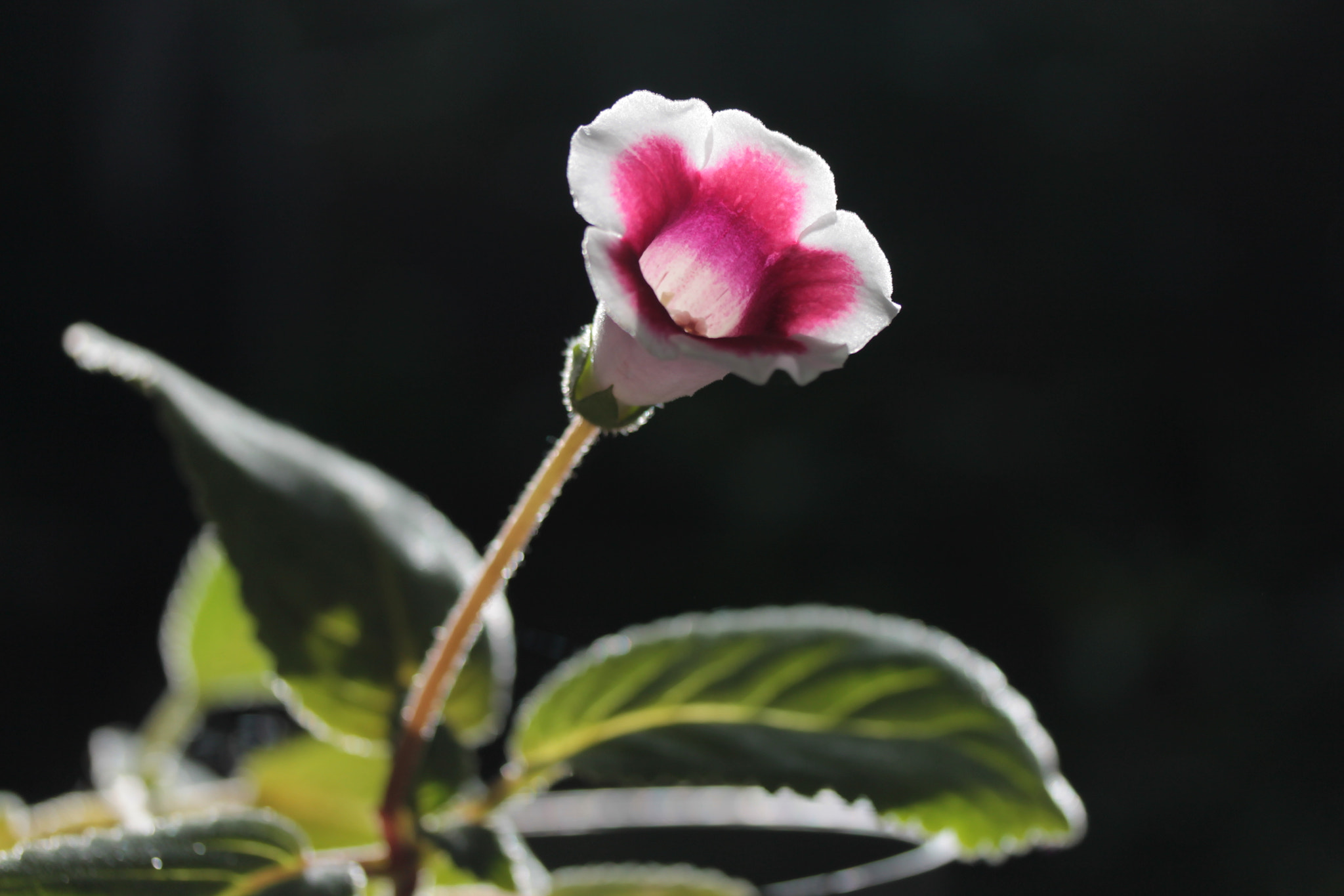 Canon EOS 1100D (EOS Rebel T3 / EOS Kiss X50) sample photo. Gloxinia photography