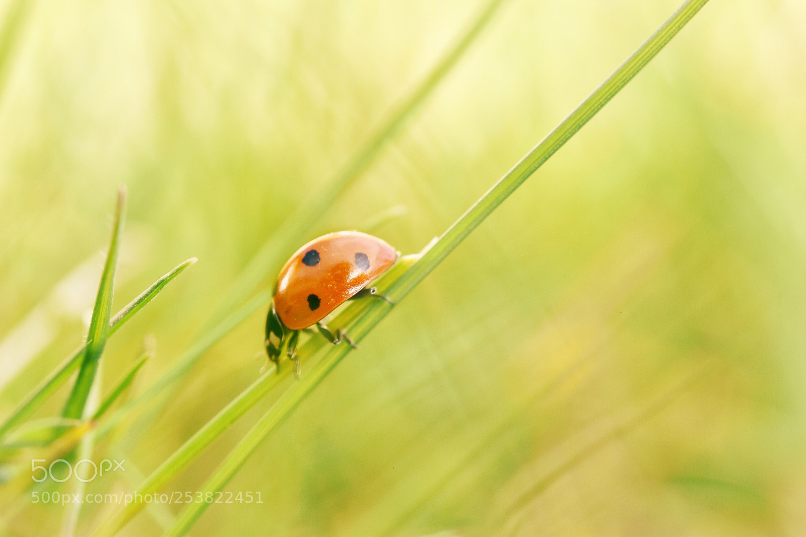Nikon D5600 sample photo. A spring lady photography