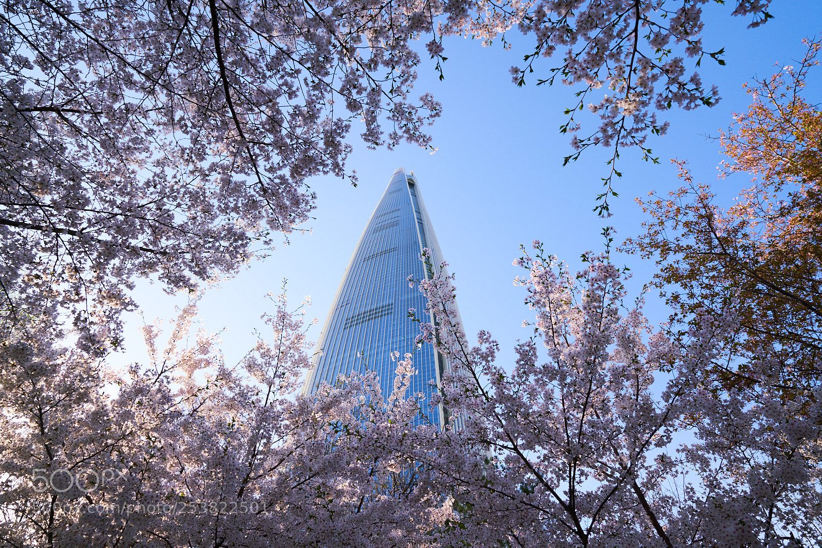 Sony a7R III sample photo. Cherry blossom in korea photography